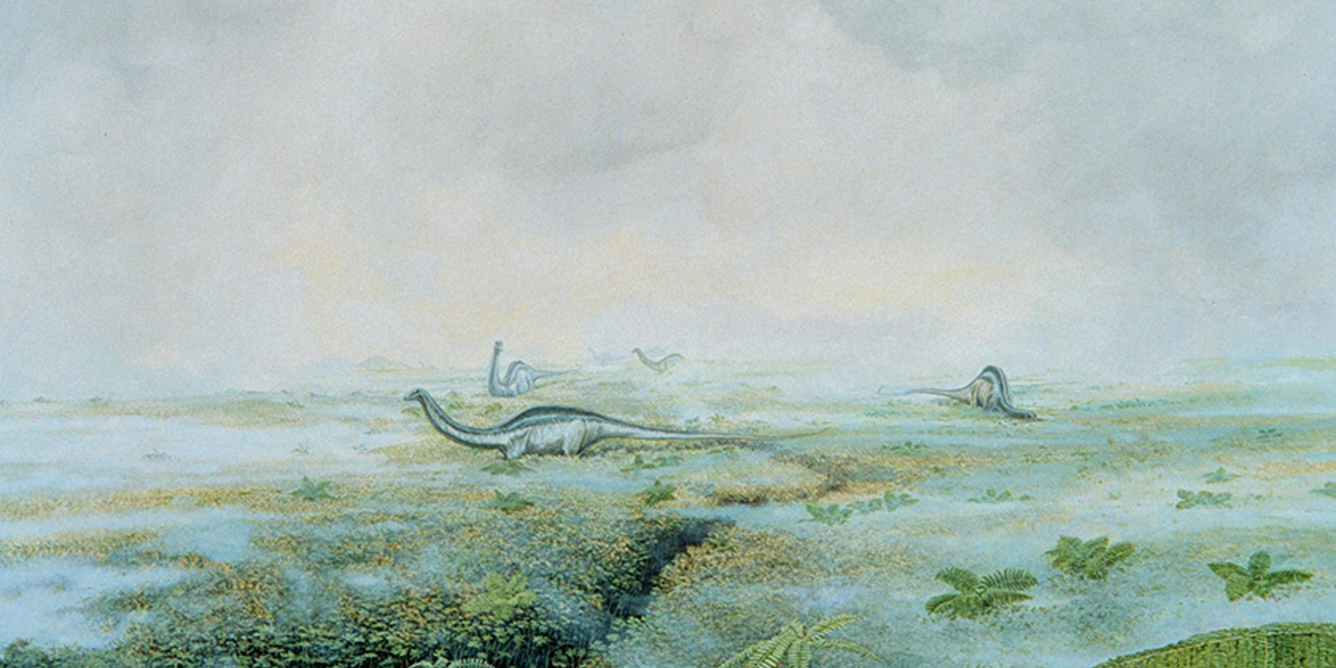 Drawing of an ancient landscape with long necked dinosaurs grazing on grass