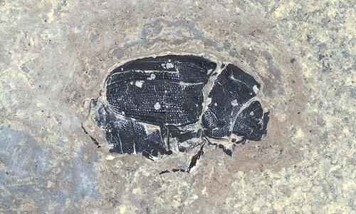 Pale cream rock with a black scarab beetle fossilized inside