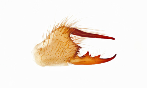 pincer view of the camel spider Eremobates Pallipes on a white background